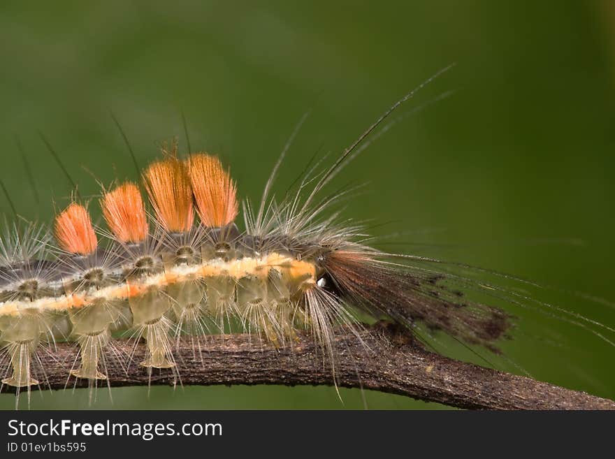 Caterpillar side view macro over green background