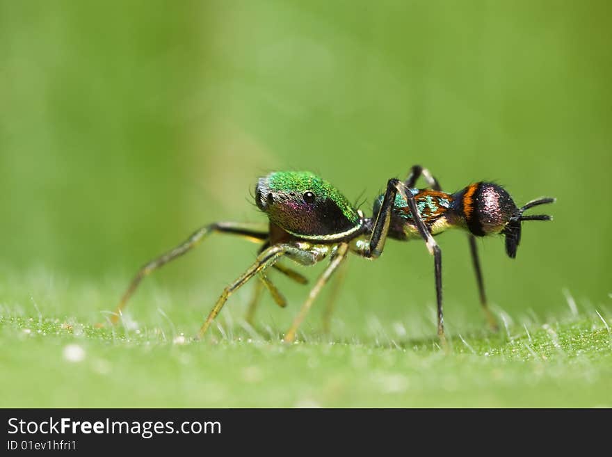 Orsima ichneumon side view macro over green background