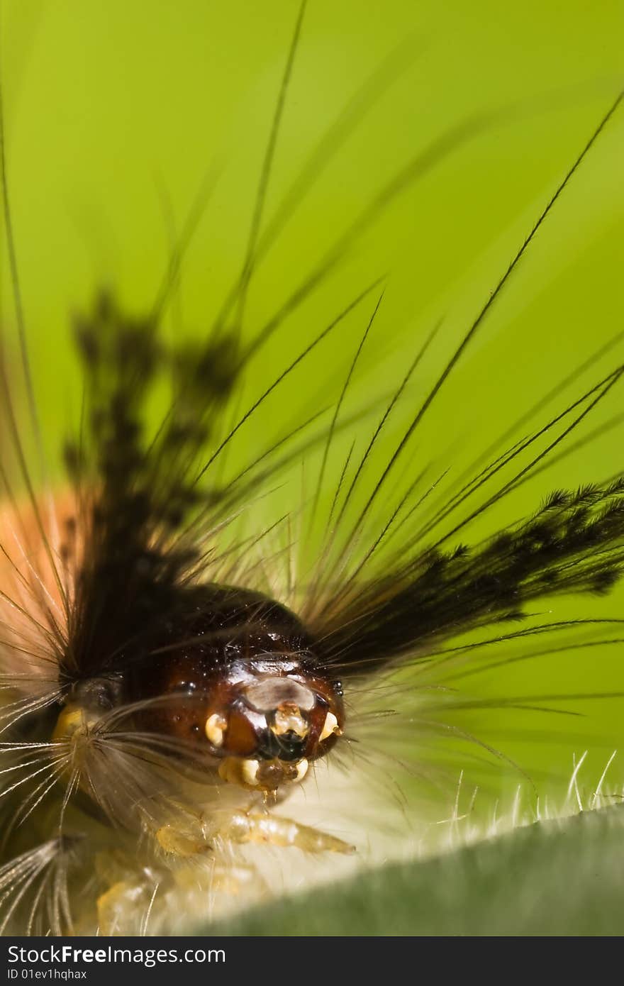 Caterpillar face macro over green background