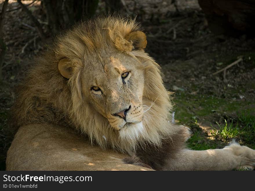 Male lion looking over his shoulder whilst laying on the ground. Male lion looking over his shoulder whilst laying on the ground