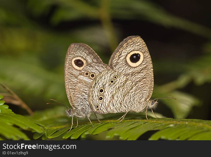 Butterfly - common five ring mating macro