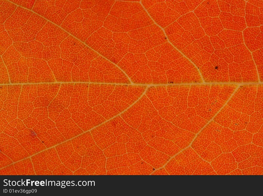 Autumn leaf macro