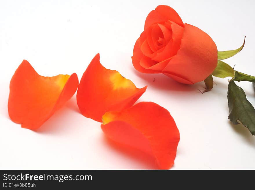 Red rose isolated on white