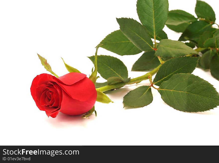 Red rose isolated on white