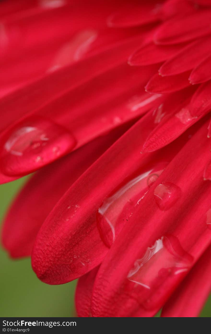 Gerbera Petals with raindrops