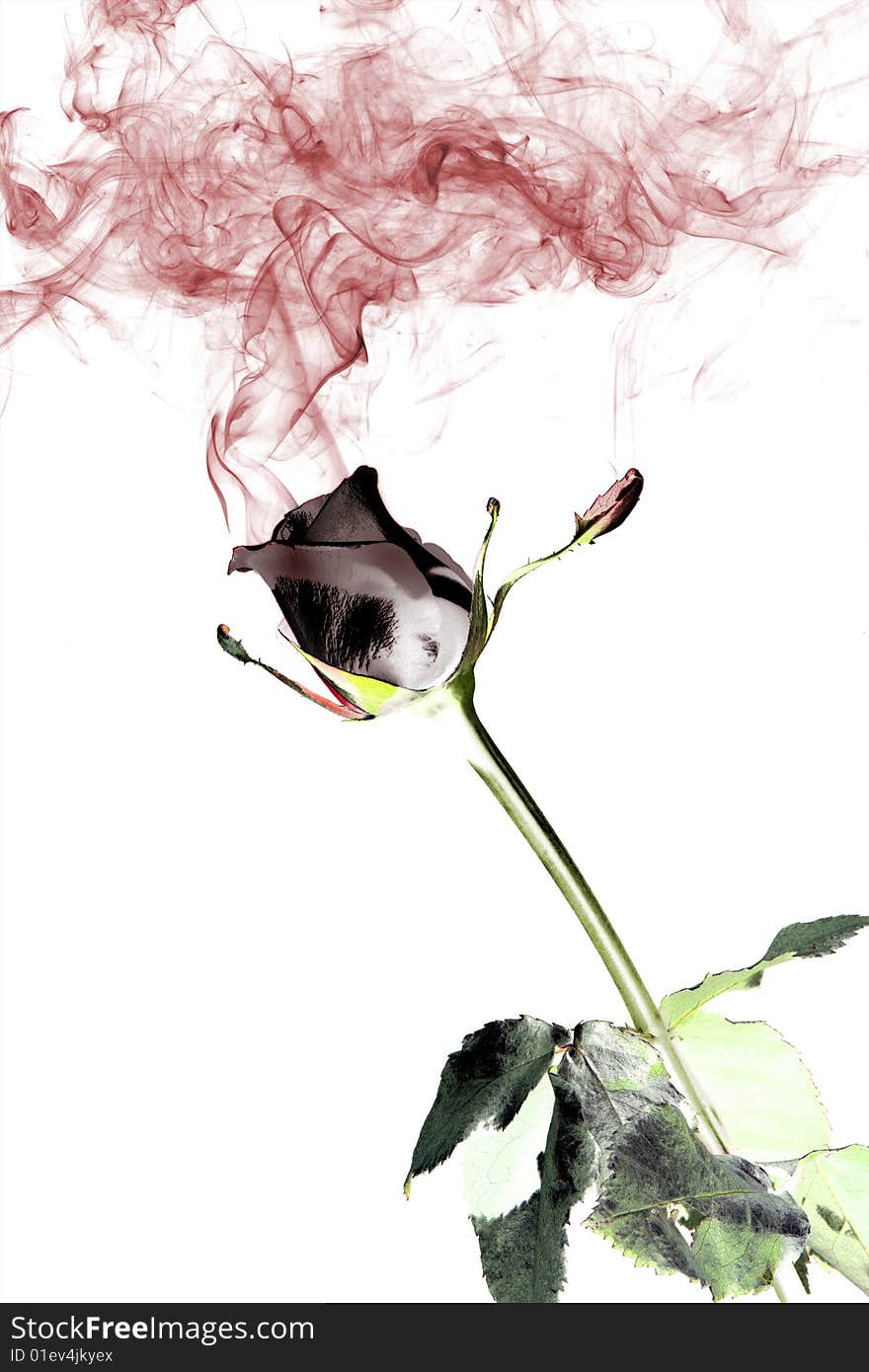 Rose and smoke