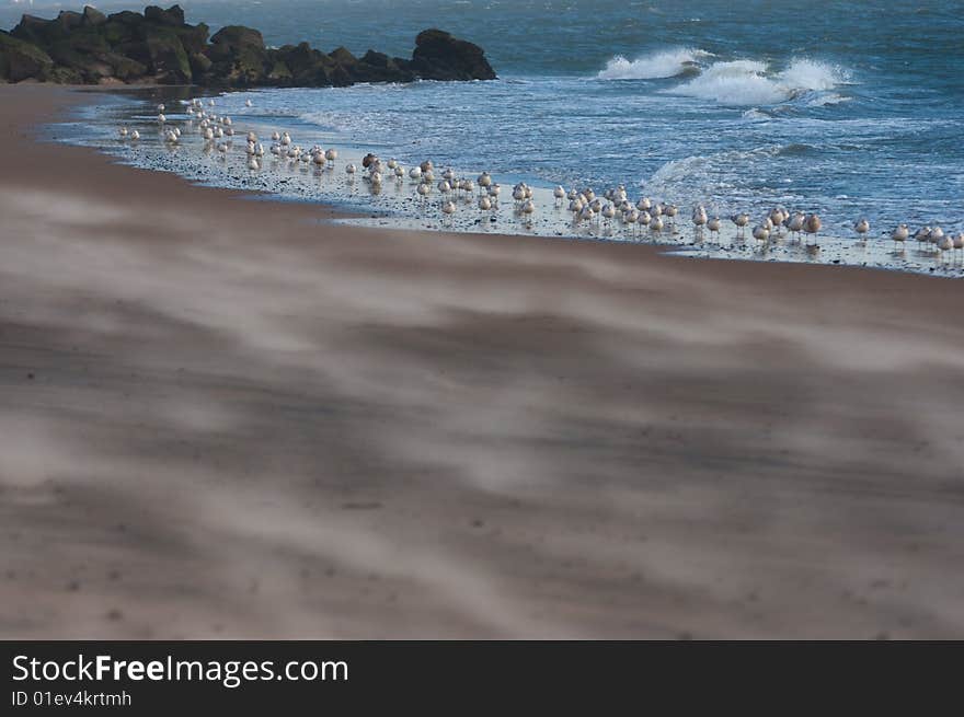 A picture from the beach of seagulls standing by the water.