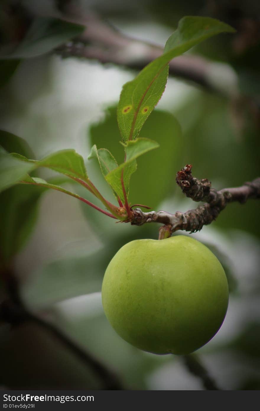 One green apple