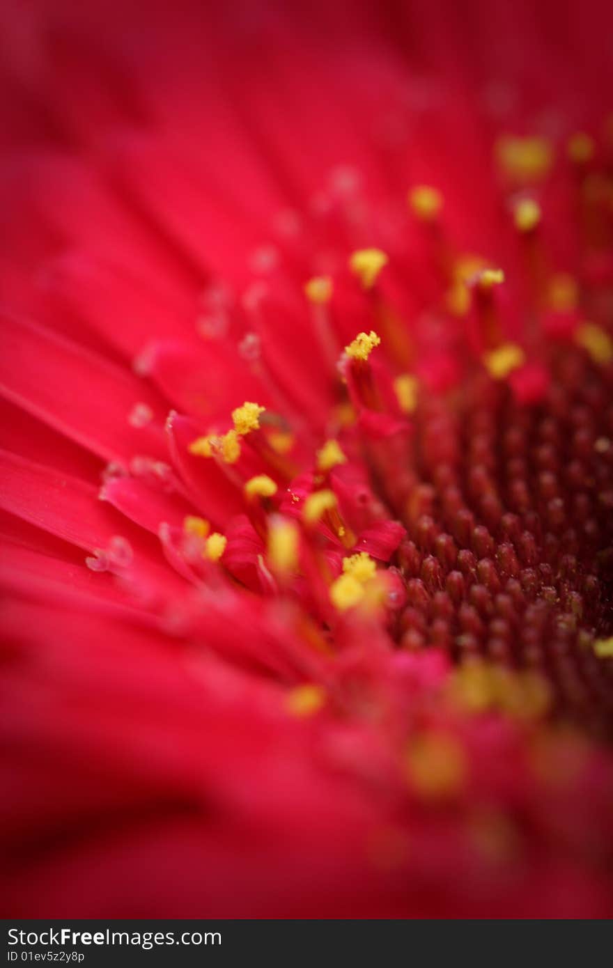 Gerbera petals