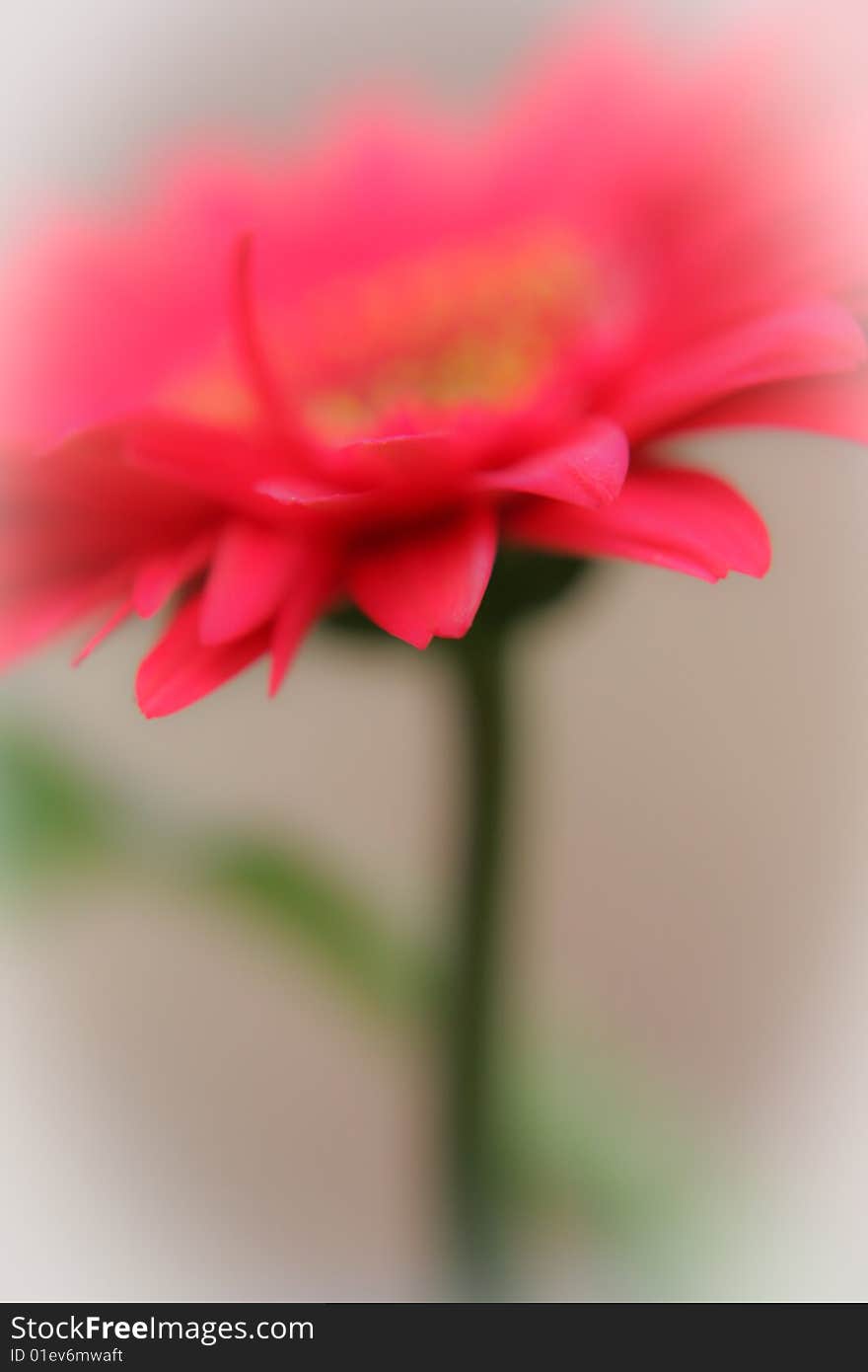 Macro / Depth of Field shot of Gerbera flower on stem. Macro / Depth of Field shot of Gerbera flower on stem