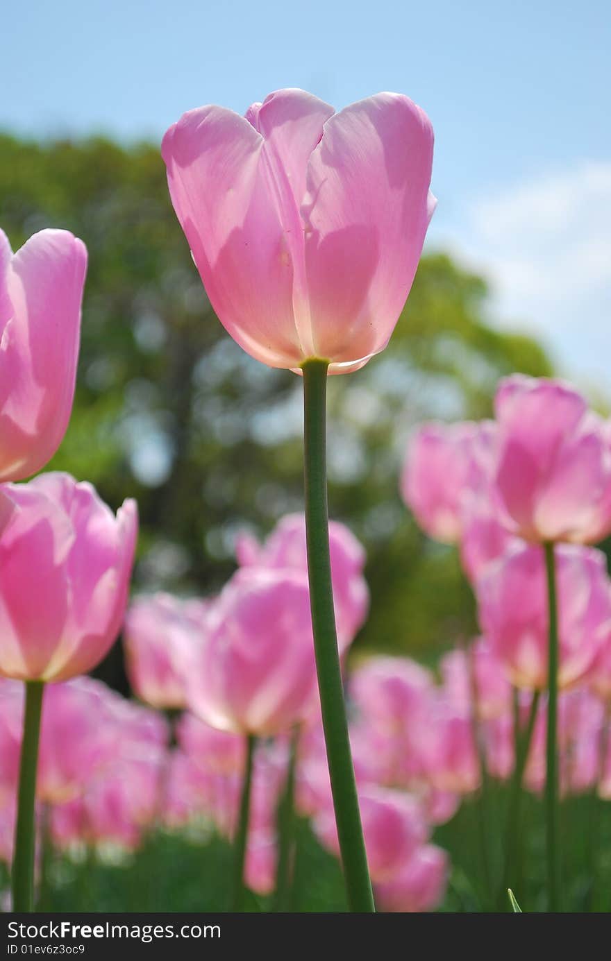 Closeup of tulips