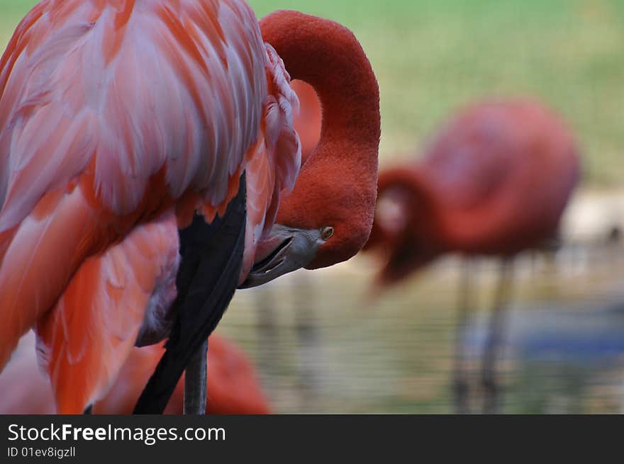 Pink Flamingo with eye open another flamingo in the background