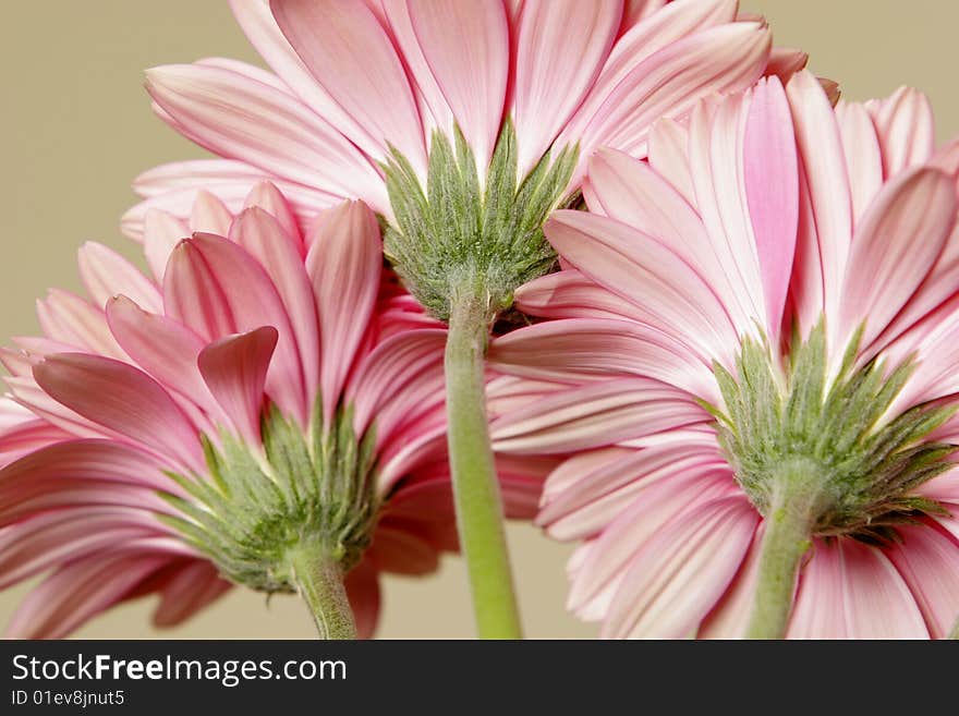 Three Pink Gerbera Daisies -- Horizontal Presentation