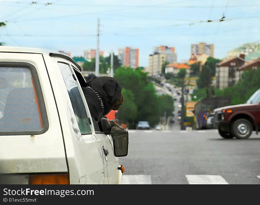 Head of big black dog in car on crossroad in Belgrade