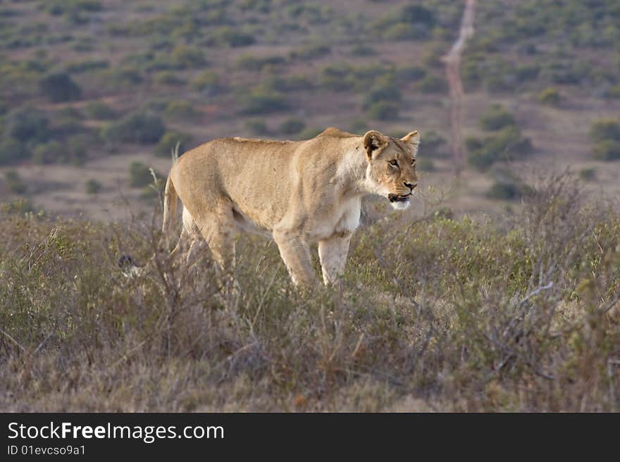 A lioness freezes as she spots a possible meal nearby. A lioness freezes as she spots a possible meal nearby