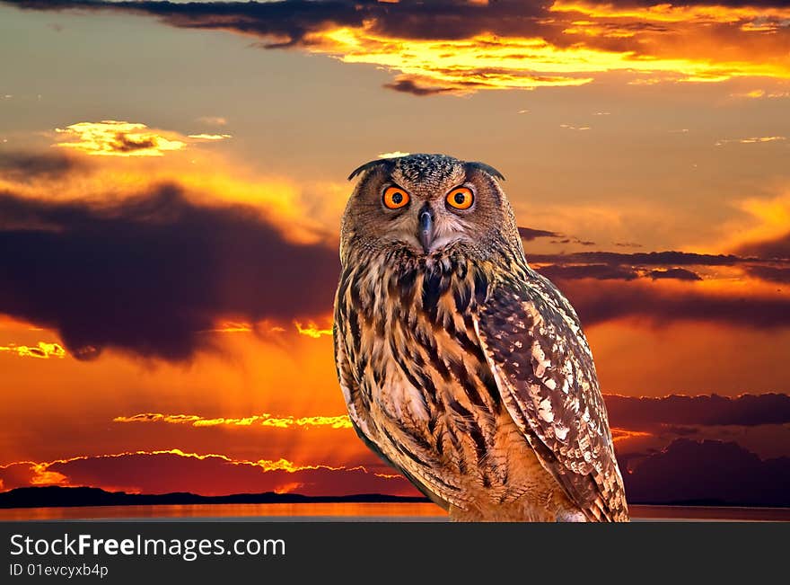 An Owl And Sunrise At The Salt Lake