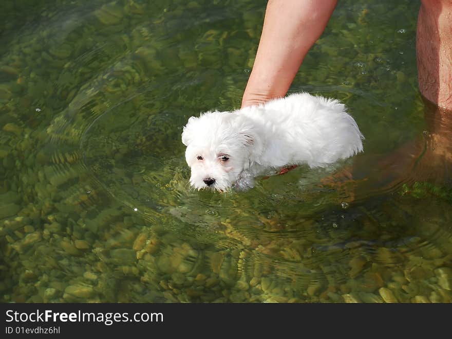 Little white dog in green water supported by human hand. Little white dog in green water supported by human hand