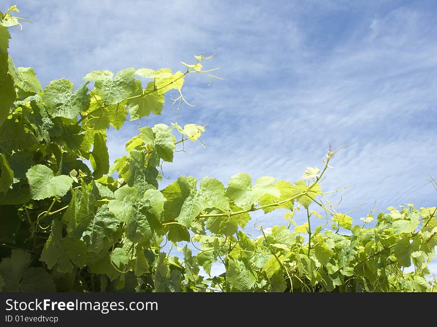 Rows of grapevines on tressels in the hills surrounding the Mornington Peninsula, Victoris Australia. Rows of grapevines on tressels in the hills surrounding the Mornington Peninsula, Victoris Australia.