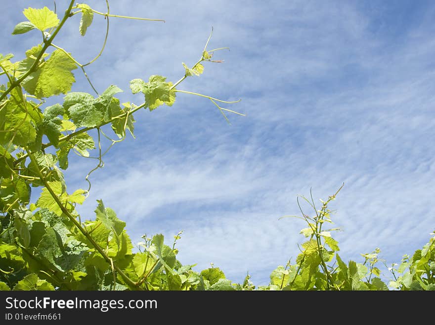 Rows of grapevines on tressels in the hills surrounding the Mornington Peninsula, Victoris Australia. Rows of grapevines on tressels in the hills surrounding the Mornington Peninsula, Victoris Australia.