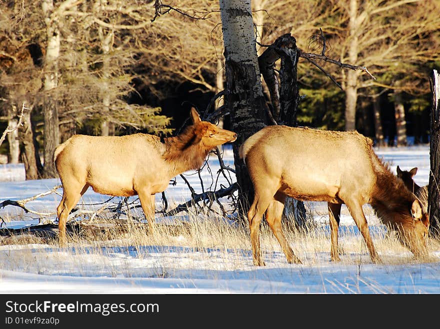 Elks on the snow near Lake Minnewanka, Banff National Park, Alberta, Canada