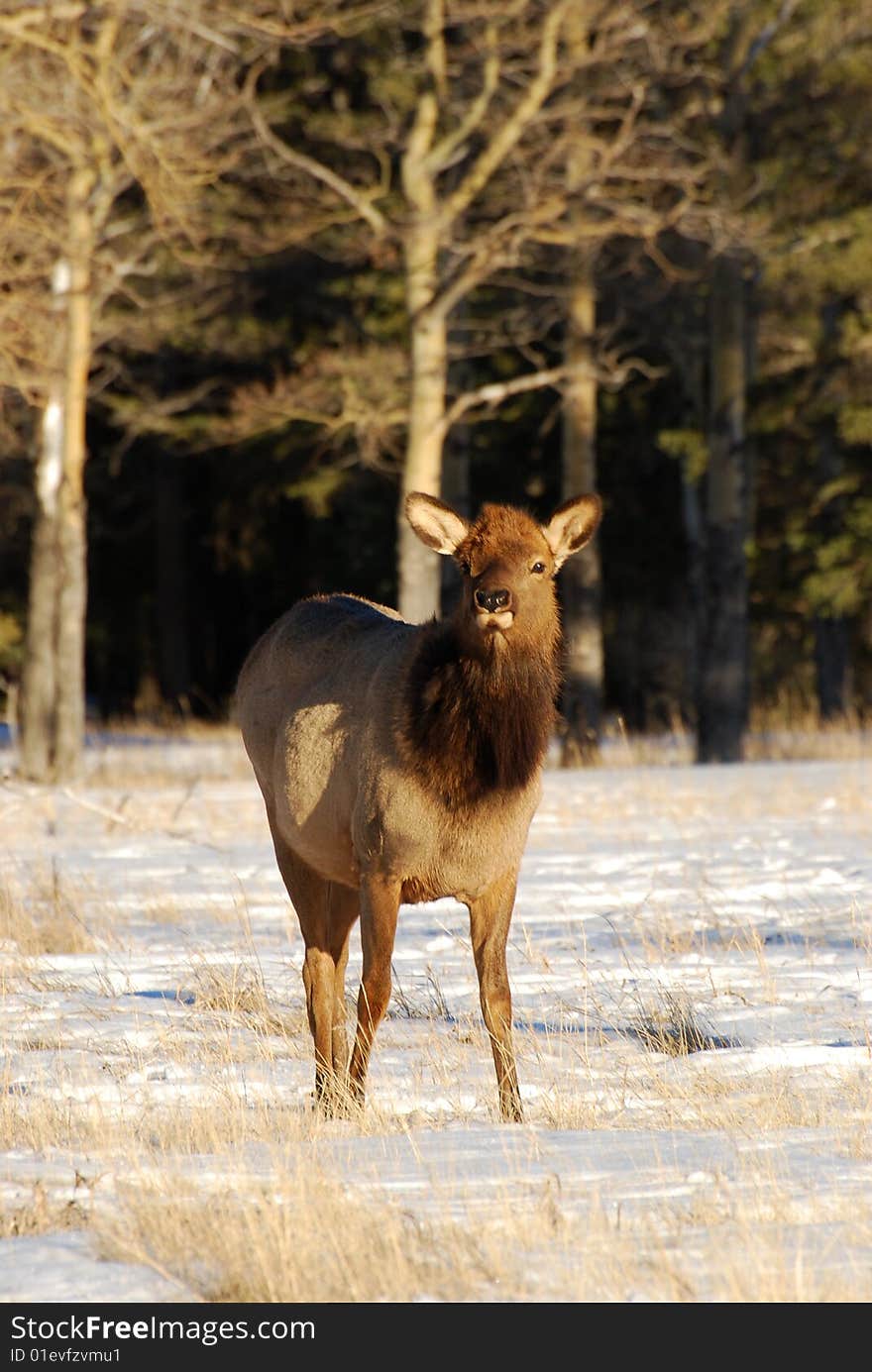 Elks on the snow near Lake Minnewanka, Banff National Park, Alberta, Canada