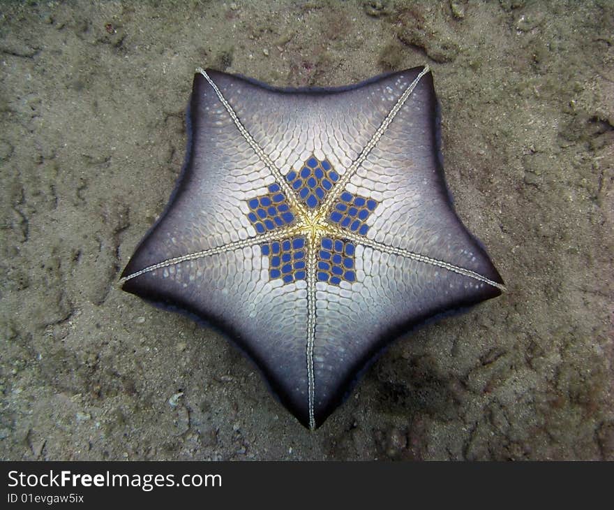 Very Unusual Pillow Sea Star laying on the bottom upsidedown