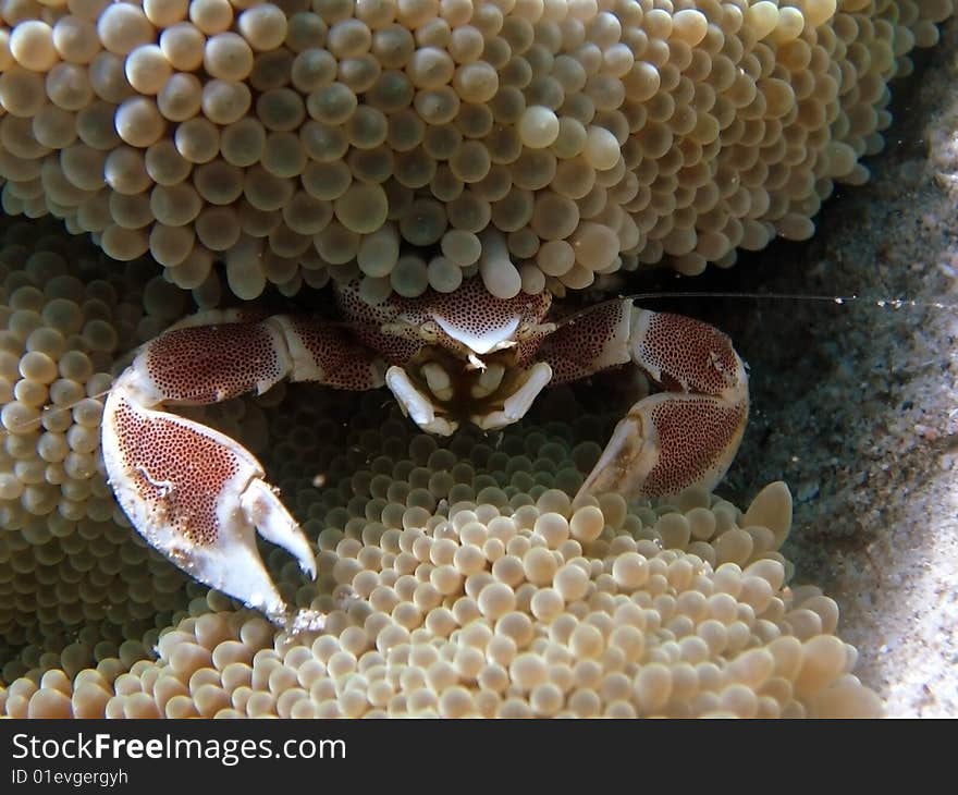 Close up portrait of Crab sitting in anemone. Close up portrait of Crab sitting in anemone