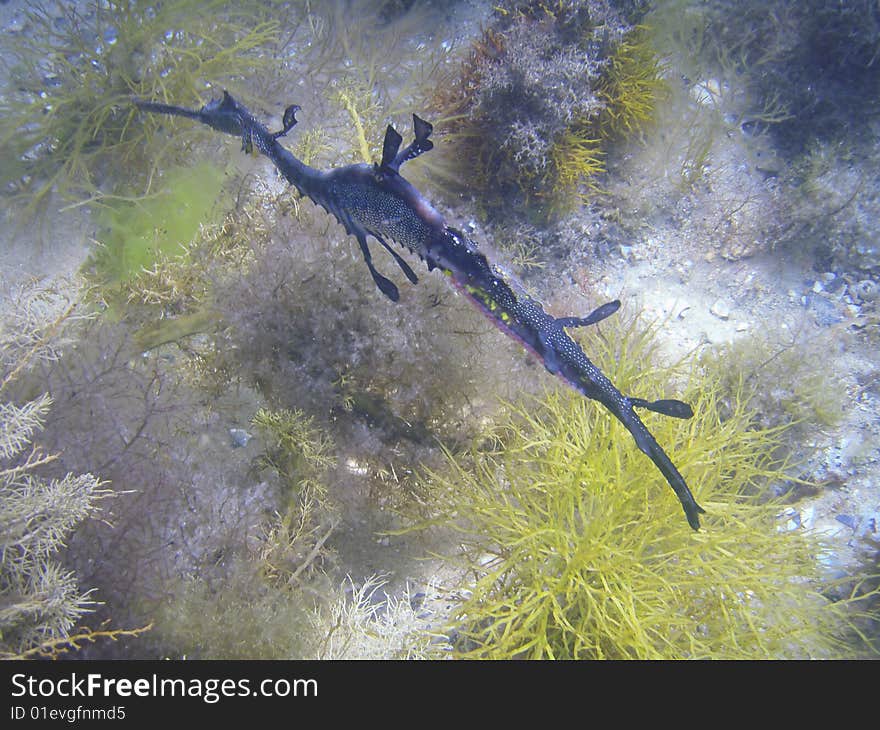 Weedy sea dragon