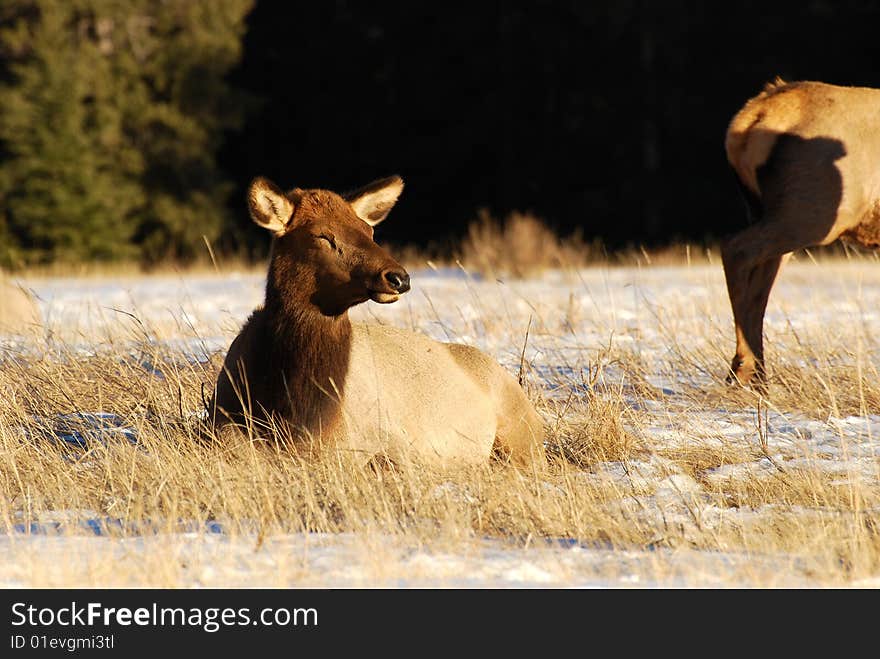 Elk on the snow