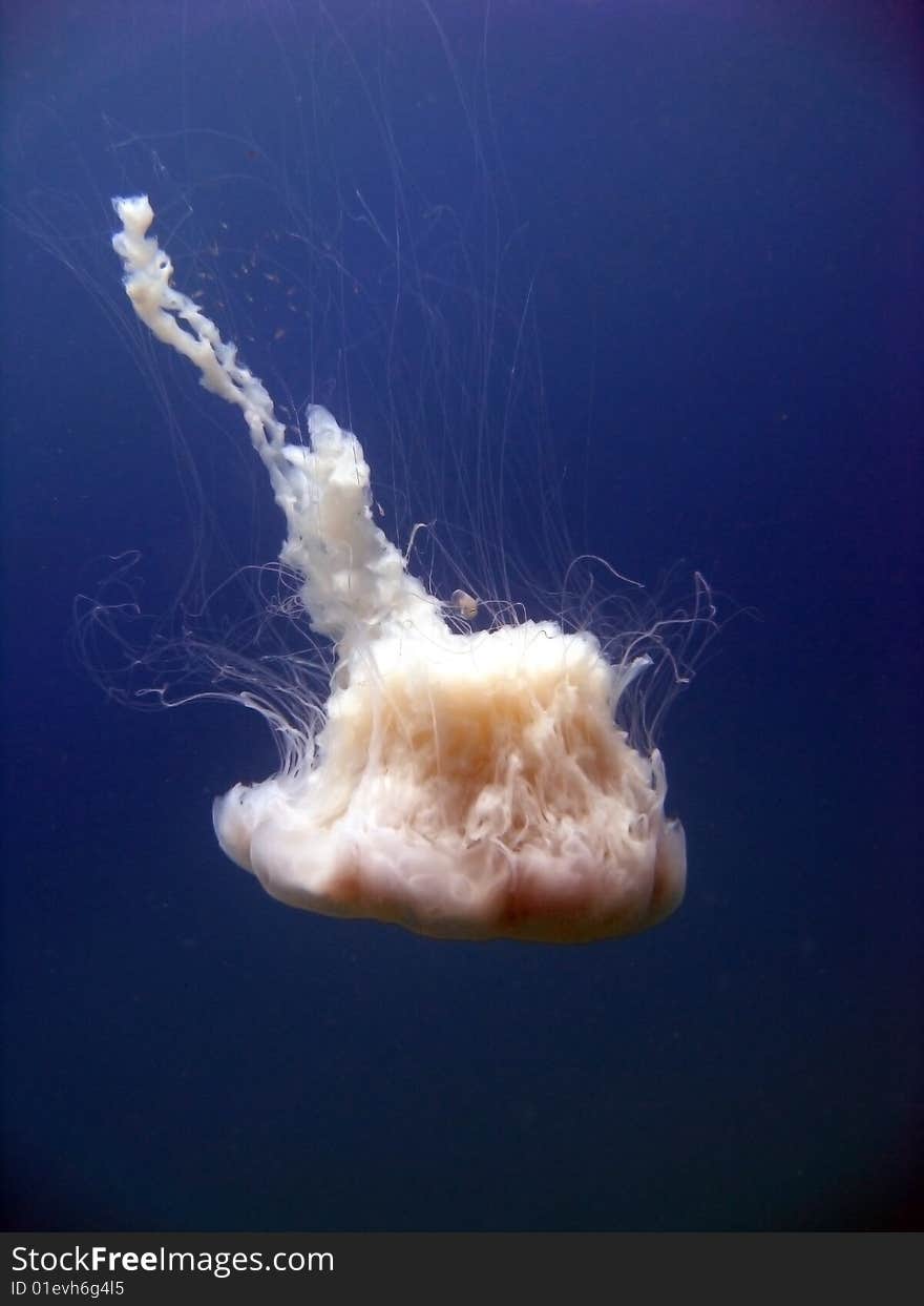 Jelly Fish On Dark Blue Background