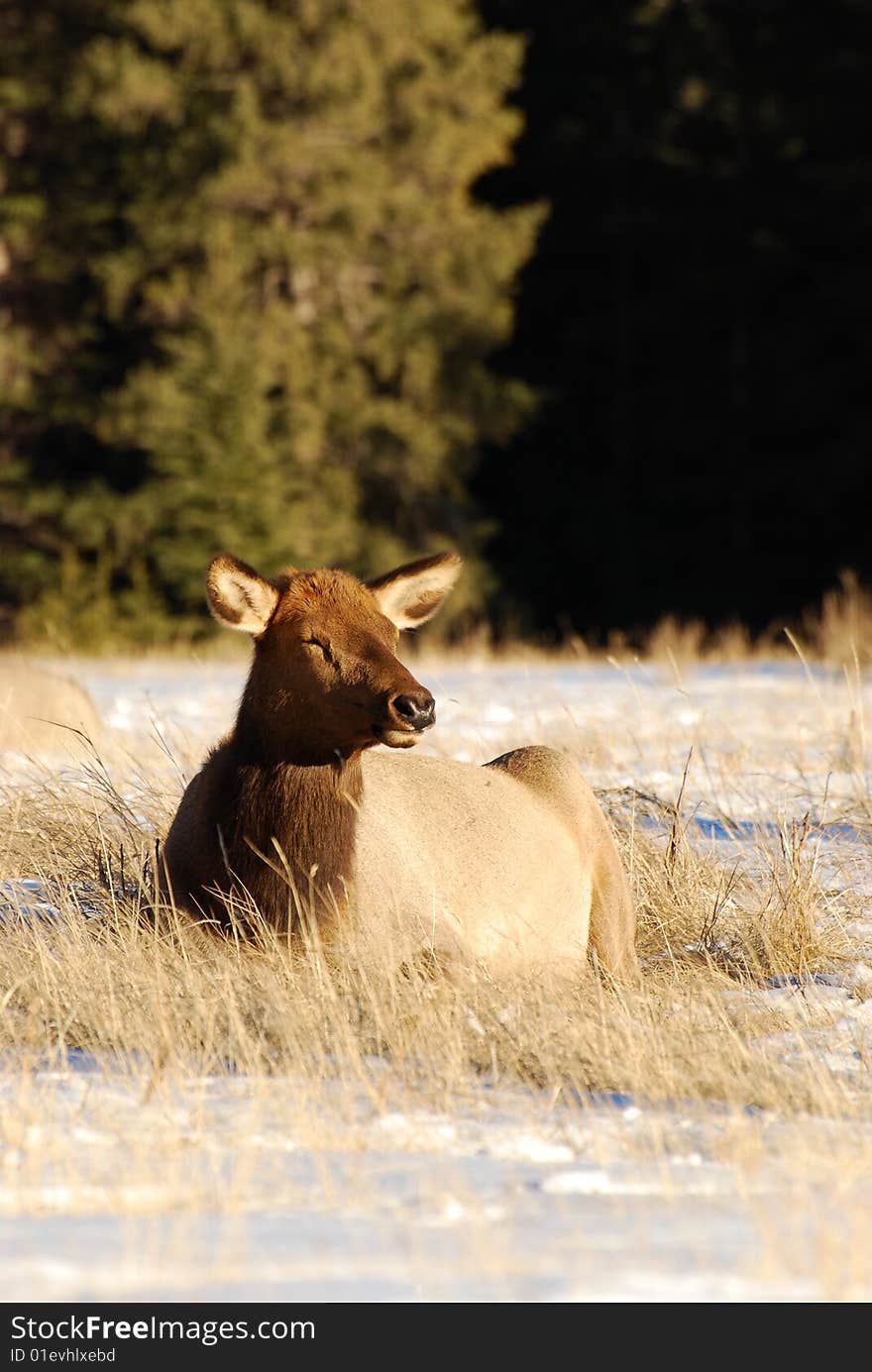 Elk on the snow