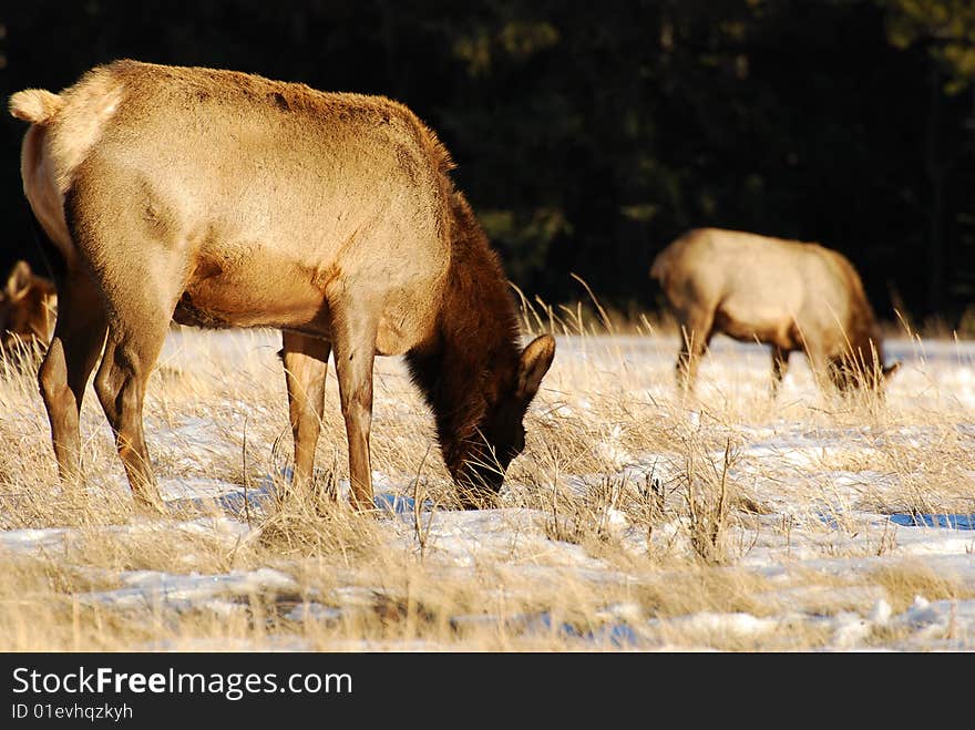 Elks on the snow near Lake Minnewanka, Banff National Park, Alberta, Canada