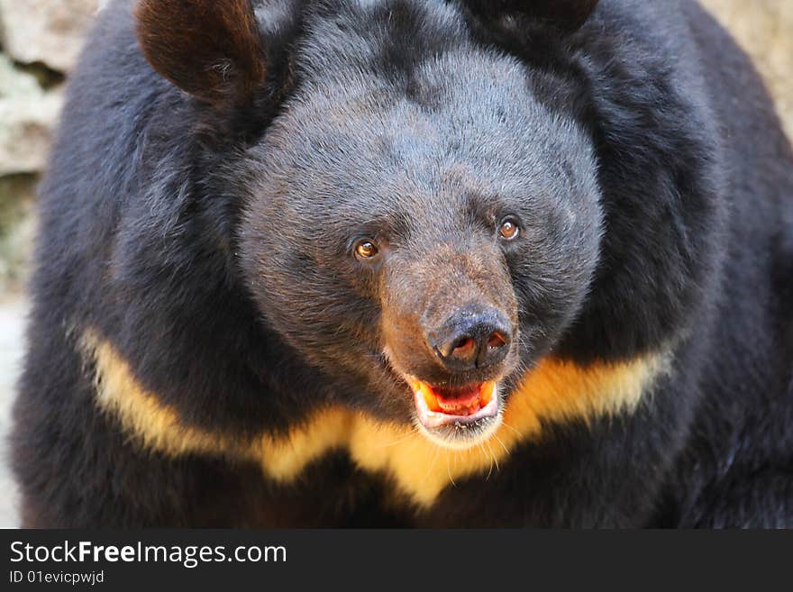 Black bear. Danger and anger.