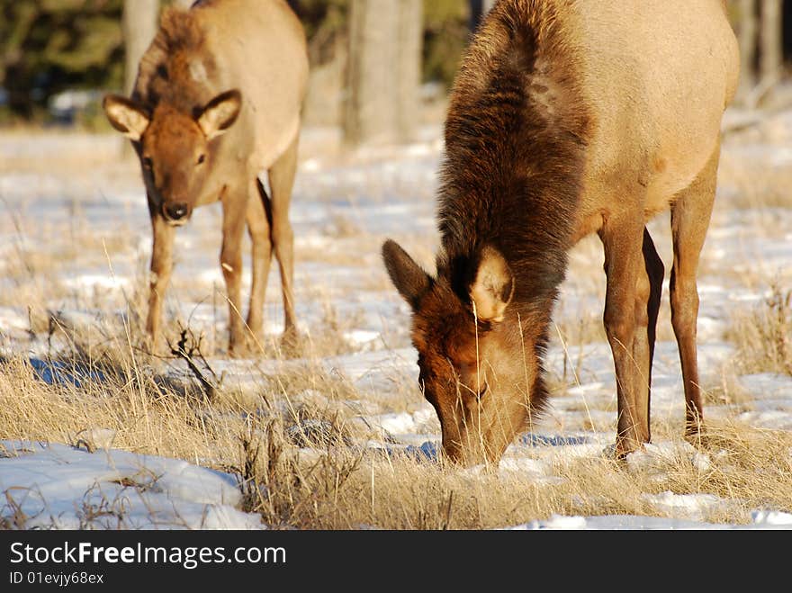 Elks on the snow near Lake Minnewanka, Banff National Park, Alberta, Canada