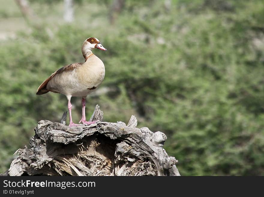 Wild duck on a dead tree in Serengeti National Park, Tanzania.