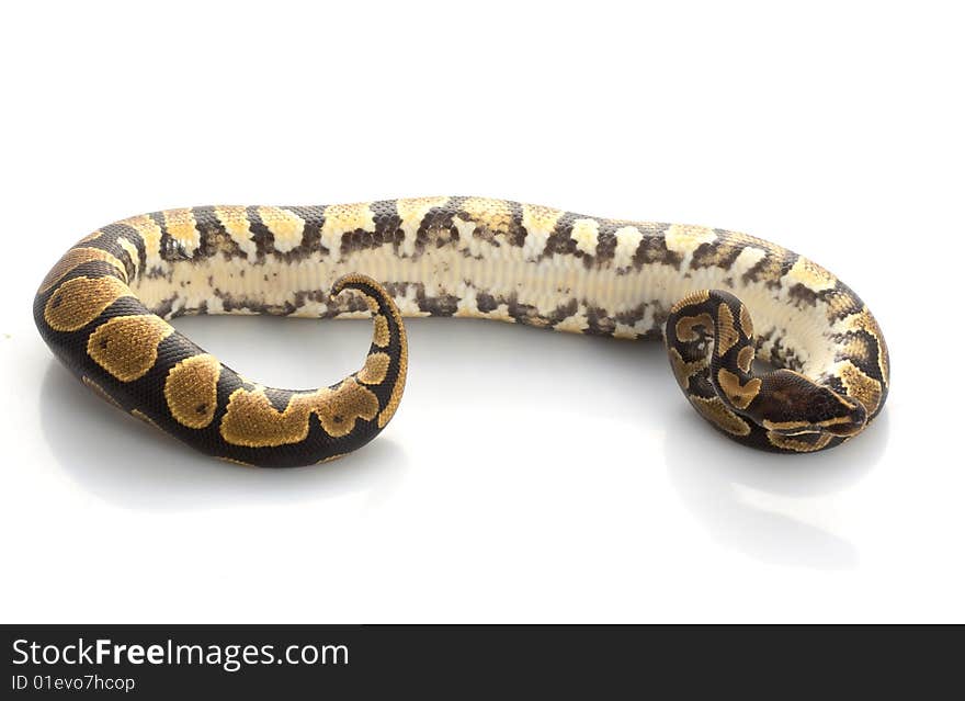 Yellow Belly Ball Python