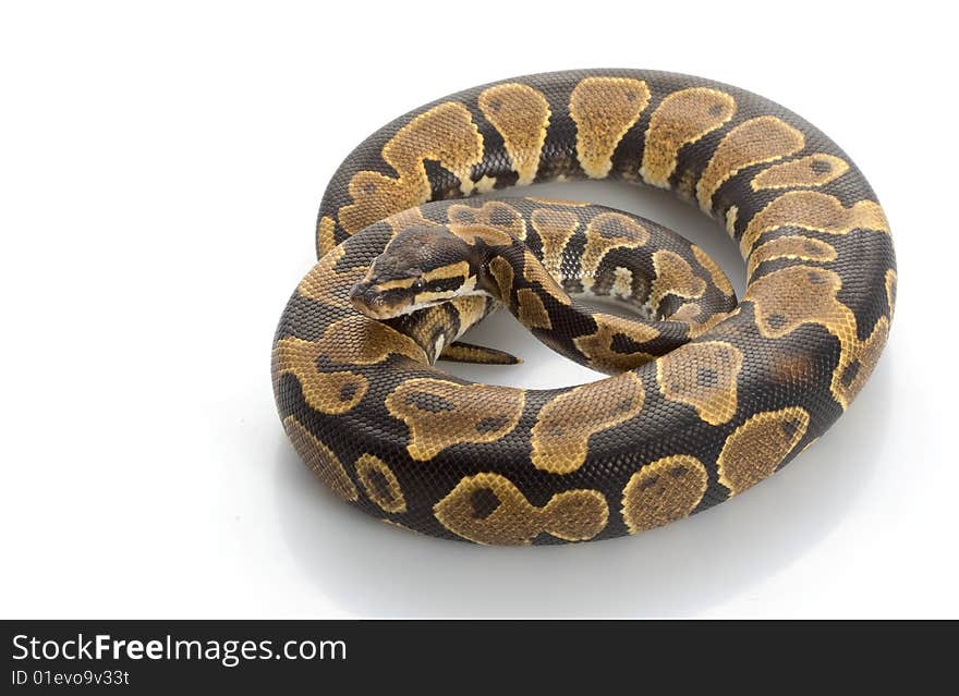 Yellow Belly Ball Python