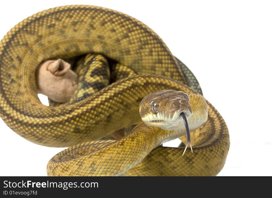 Scrub Python (Morelia amethistina) isolated on white background.