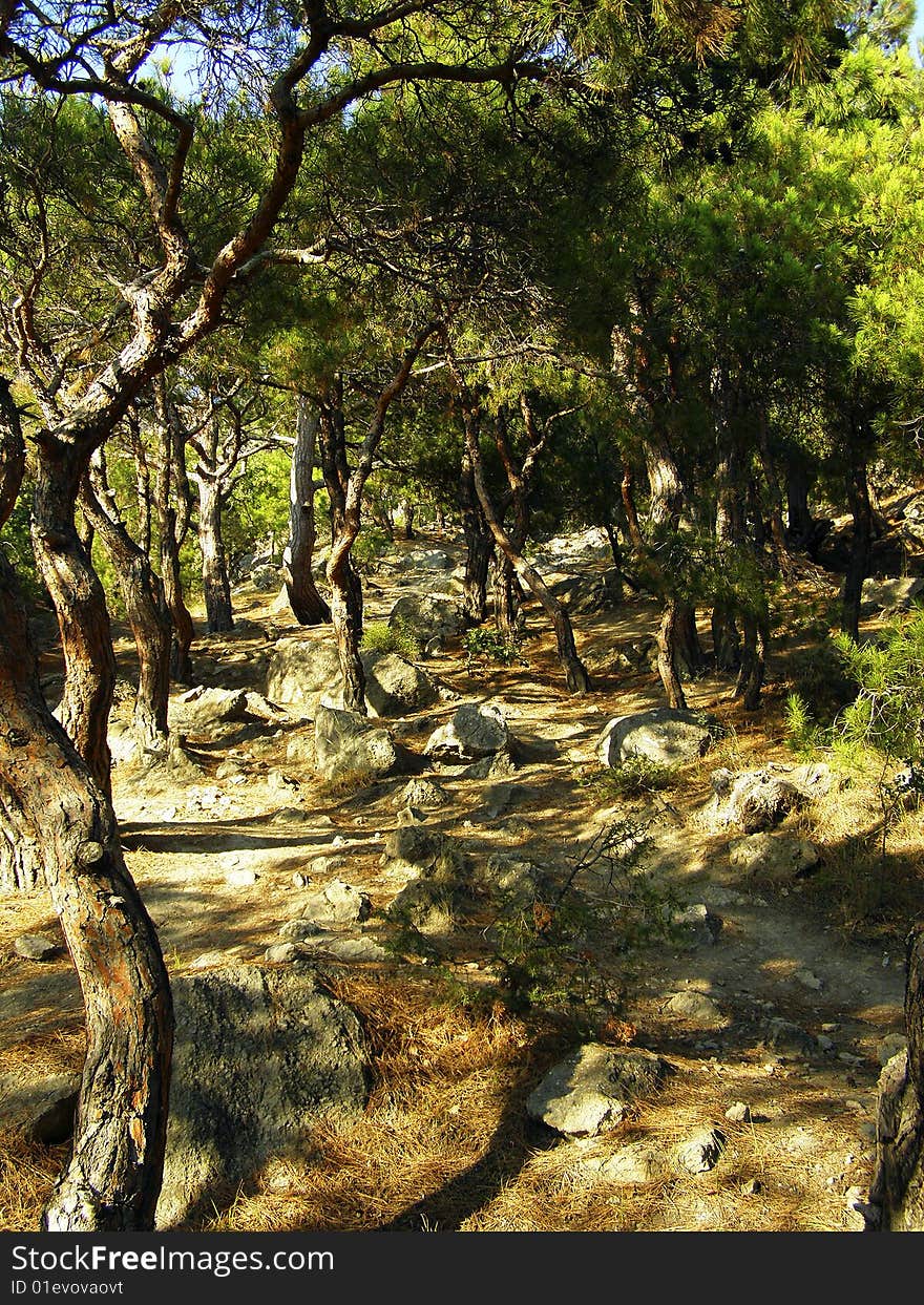 Forests and mountains of the Krimea