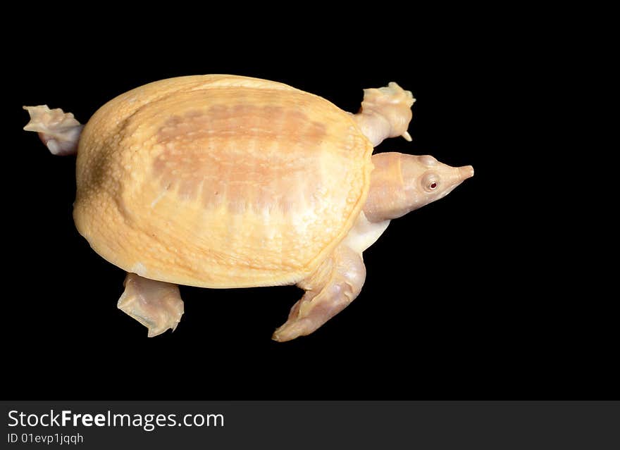 Albino Chinese Soft Shell Turtle (Pelodiscus sinensis) isolated on black background.