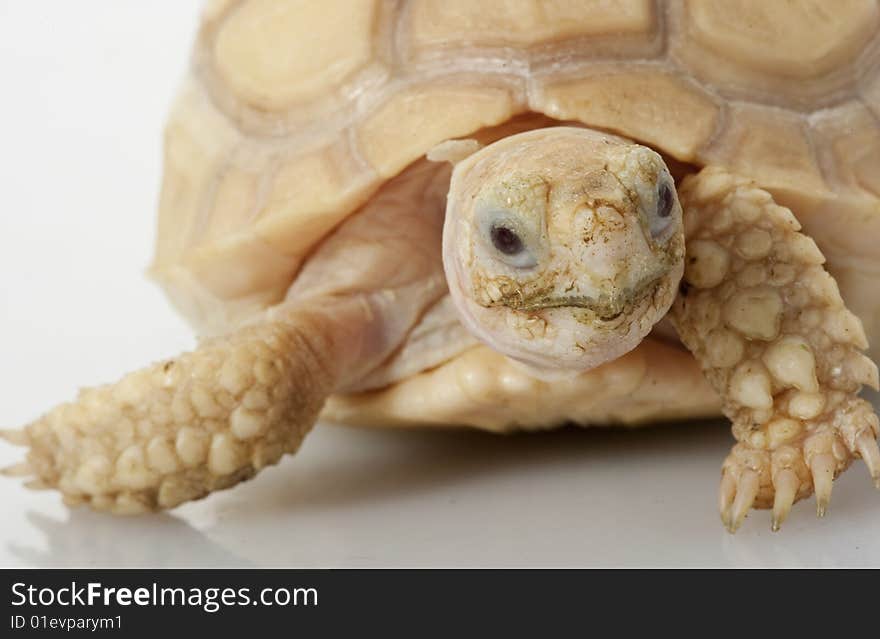 Ivory African Spurred Tortoise