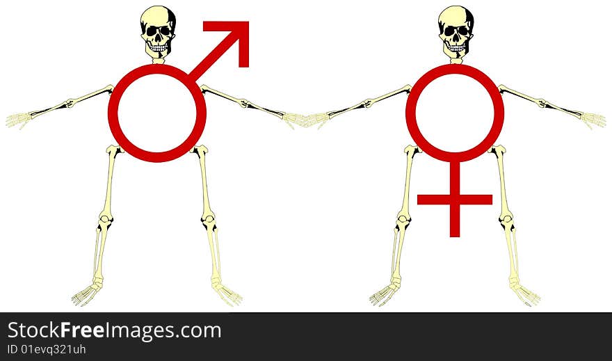 Skeletons with universal symbols representing the man and woman. Skeletons with universal symbols representing the man and woman