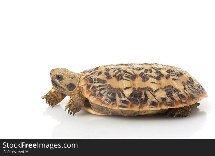 Pancake Tortoise (Malacochersus tornieri) isolated on white background.