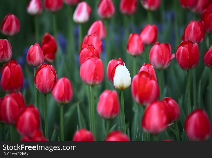 a bright red mass of tulip blooms