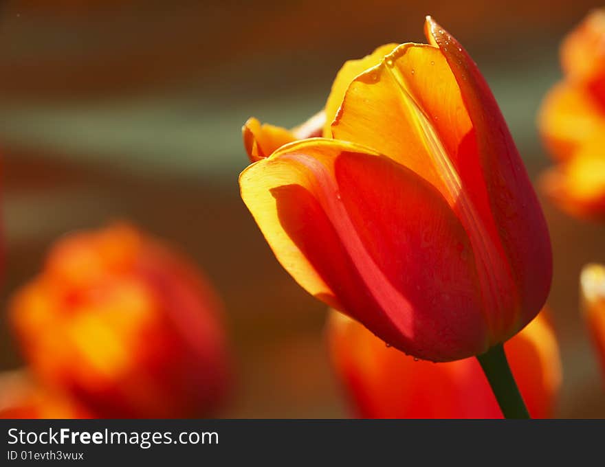 red tulip with clipping paths