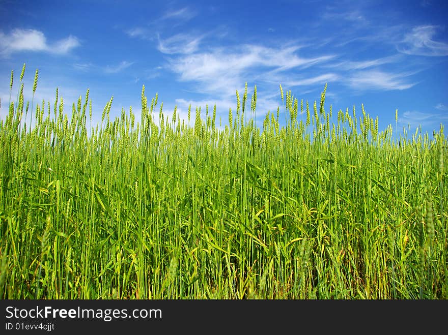 Summer Corn