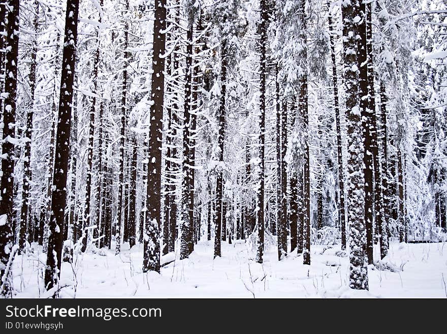 Deep inside of a winter forest. Deep inside of a winter forest