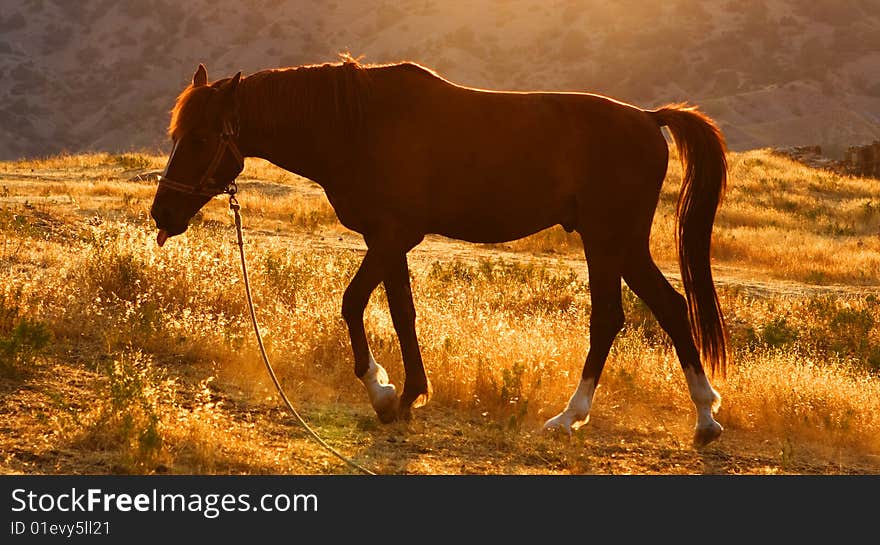 Horses in a field...dramatic lighting, late evening. Photographed in Ukraine. Horses in a field...dramatic lighting, late evening. Photographed in Ukraine.