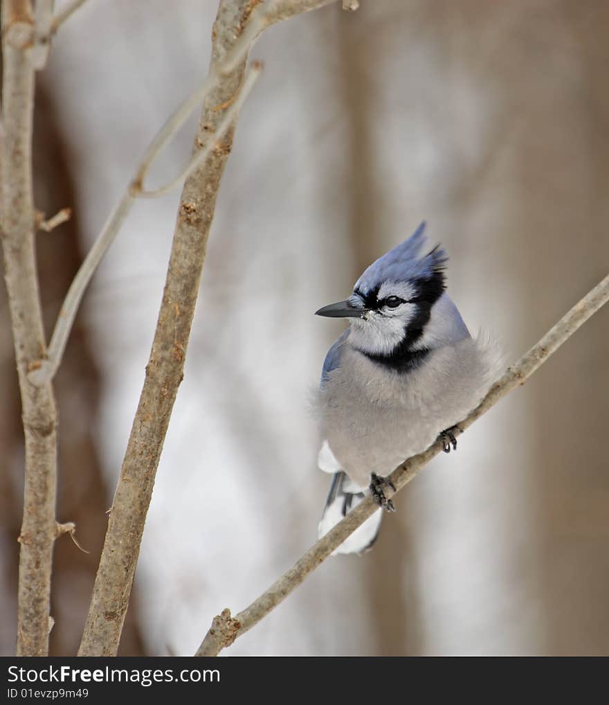 Blue jay perched on a tree branch