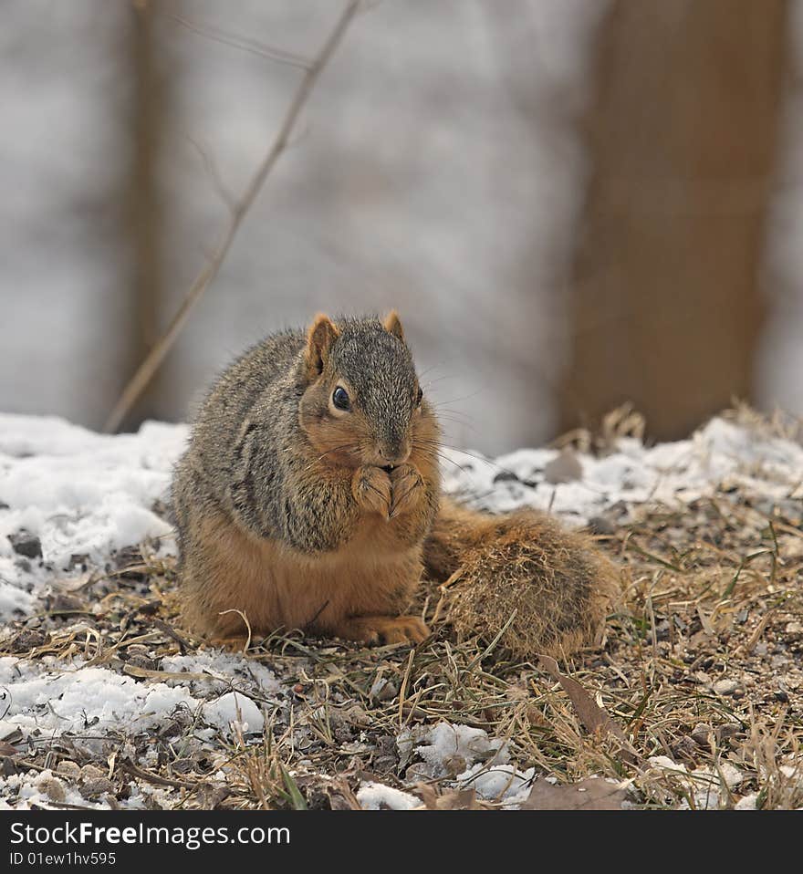 Squirrel Eating